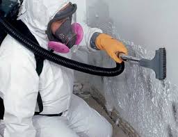 Best Black Mold Removal  in Palisade, CO